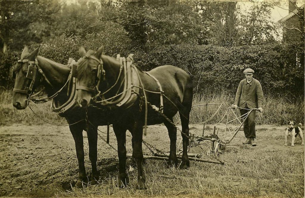 Horse, Animal, Mammal